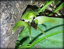 Chiloglottis cornuta.jpg