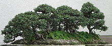 Chinese Elm, 1988-2007.jpg