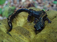 Gold-striped salamander in Peneda-Geres National Park, Portugal Chioglossa lusitanica.JPG