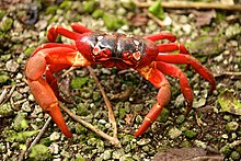 Crabe rouge terrestre Gecarcoidea natalis de l’île Christmas