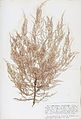 Chylocladia verticillata Crouan.jpg
