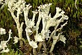 Cladonia.chlorophaea.closeup.jpg