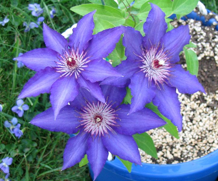 File:Clematis2.jpg