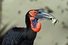 Close-Up of Southern Ground Hornbill Close-Up of Southern Ground Hornbill.jpg