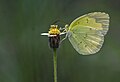 * Nomination Close wing and nectaring of Eurema hecabe Linnaeus, 1758 –Common Grass Yellow (by SVKMBFLY) --Atudu 12:20, 17 August 2020 (UTC) * Promotion Good but the lens dust spot on the left side of flower and background noises should be cleaned --Zcebeci 13:12, 17 August 2020 (UTC)  Support ISO 200? It looks like ISO 3200. But it --Augustgeyler 09:21, 25 August 2020 (UTC)  Support ISO 200? It loks like ISO 3200 – But it is very well composed --Augustgeyler 09:21, 25 August 2020 (UTC)