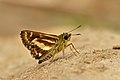 * Nomination Close wing posture Basking of Sebastonyma dolopia (Hewitson, 1868) – Tufted Ace (by Sandipoutsider) --Atudu 16:11, 9 January 2020 (UTC) * Promotion  Support Good quality. --Poco a poco 18:36, 9 January 2020 (UTC)