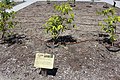 Coffee plants