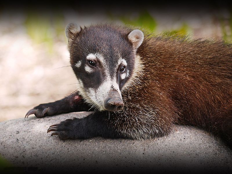 File:Coati (5956391949).jpg