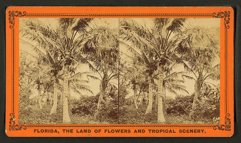 File:Coconut trees, from Robert N. Dennis collection of stereoscopic views.jpg
