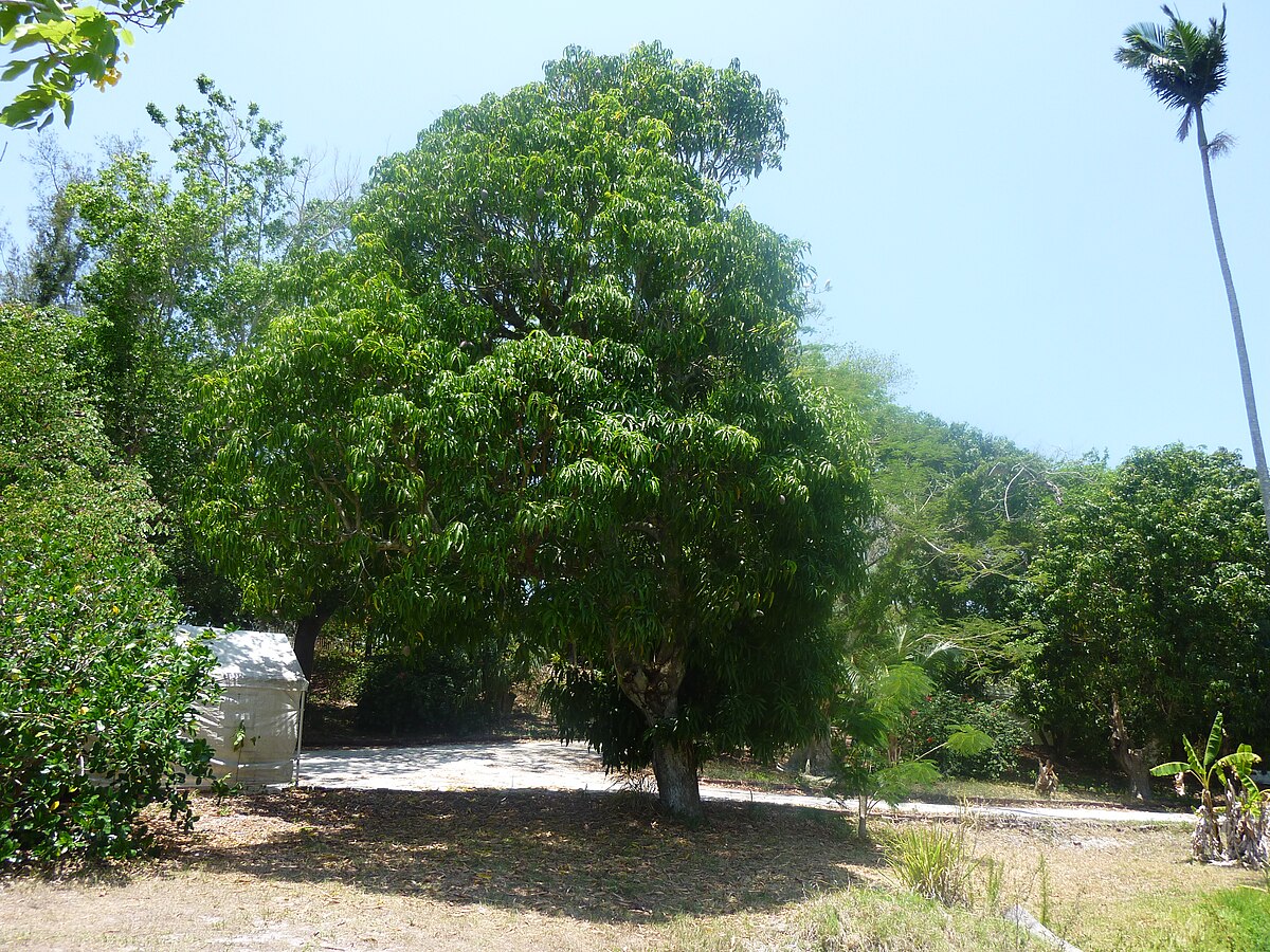 File:Cogshall mango tree.jpg - Wikipedia.