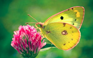 Colias hyale2009transilvania.jpg