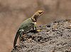 Collared Lizard 3.jpg