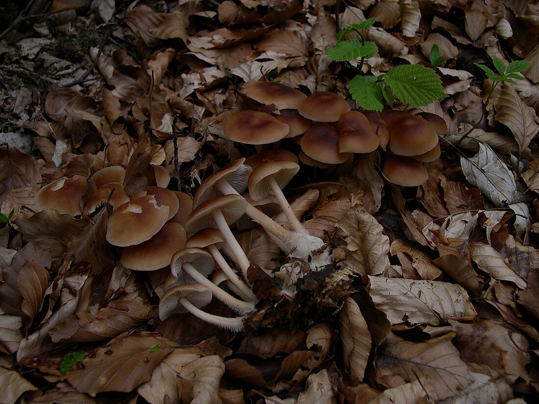 Collybia hariolorum