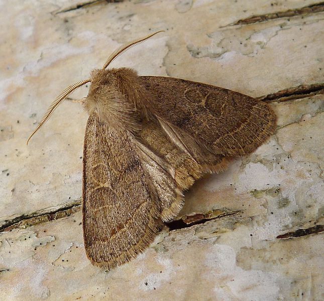 File:Common Quaker. Orthosia cerasi - Flickr - gailhampshire (4).jpg