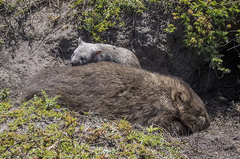 File:Common wombat (Vombatus ursinus tasmaniensis) female with juvenile Maria Island.jpg