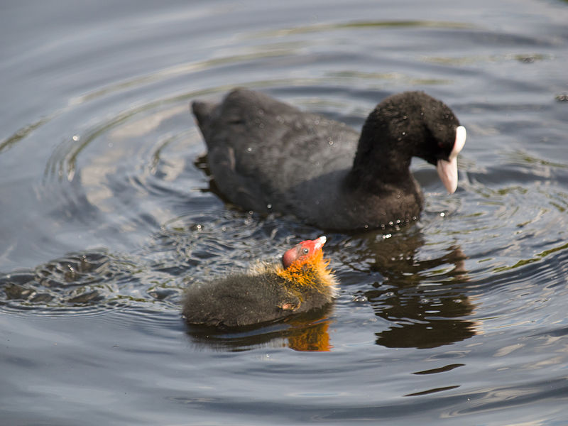 File:Coot, with young (14400694353).jpg