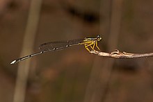 Copera marginipes-Kadavoor-2016-11-11-001.jpg 