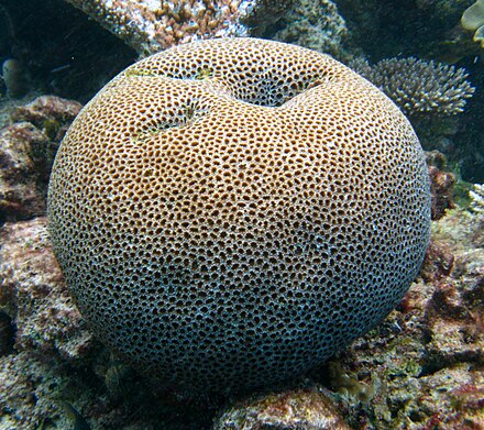 A coral sphere seen while snorkelling on Flynn Reef off Cairns
