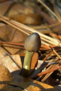 Hypocreales order of fungi