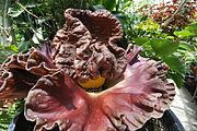 Amorphophallus - Bunga Bangkai 180px-Corpse_Flower_6-4-09_055