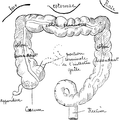 Fig. 81. — Le gros intestin (figure demi-schématique).