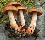 Brown and white mushrooms lying on rock