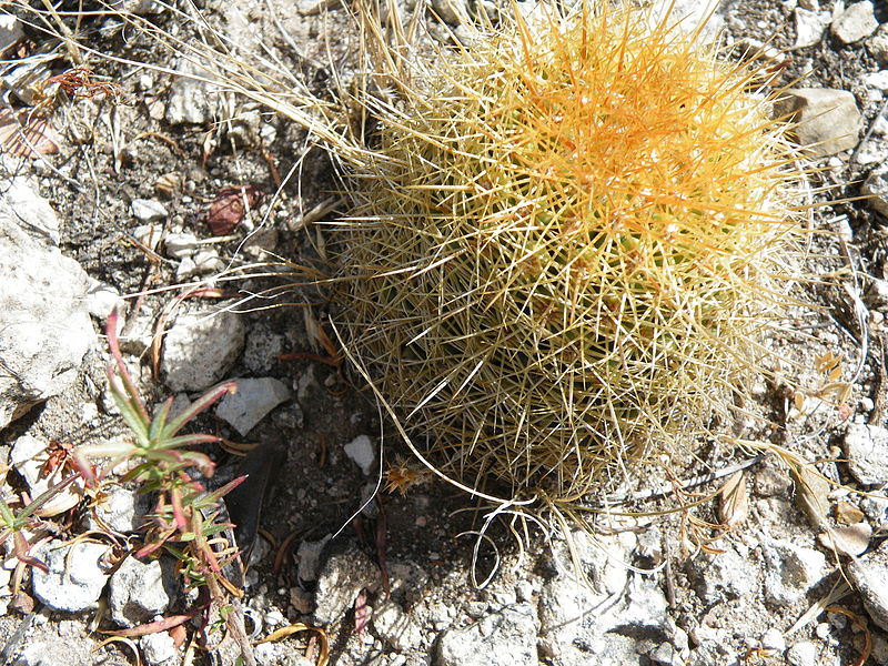 File:Coryphantha erecta (5740344599).jpg