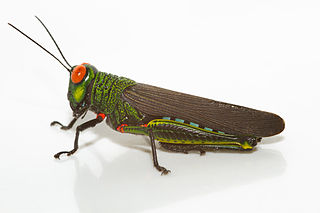 <i>Coscineuta</i> Genus of grasshoppers