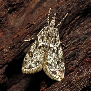 <i>Eudonia heterosalis</i> Species of moth