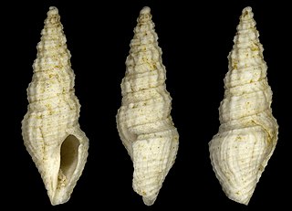 <i>Crassispira nana</i> Extinct species of gastropod