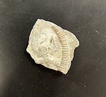 Part of a fossilized crinoid stem from the Fairview Formation. Crinoid stem.jpg