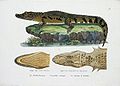 Crocodilus scleros