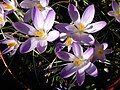 Crocus tommasinianus 'Lilac Beauty'