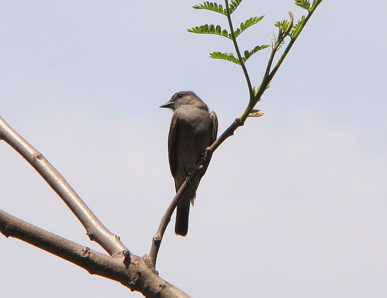 File:Crowned Slaty Flycatcher (Griseotyrannus aurantioatrocristatus).jpg