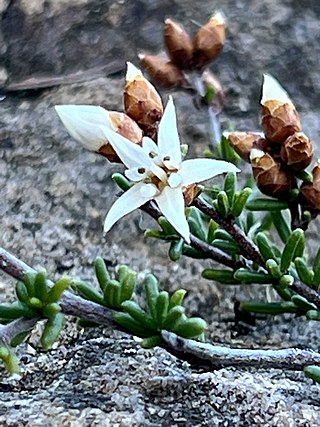 <i>Cryptandra aridicola</i> Species of flowering plant