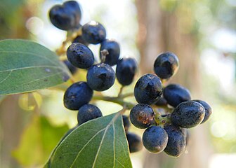 Cryptocarya triplinervis fruit.jpg