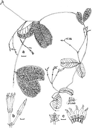 <i>Cryptolepis africana</i> Species of flowering plant