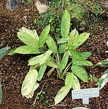 Ctenanthe lubbersiana - Shinjuku Gyo-en rumah Kaca - Tokyo, Jepang DSC05842.jpg