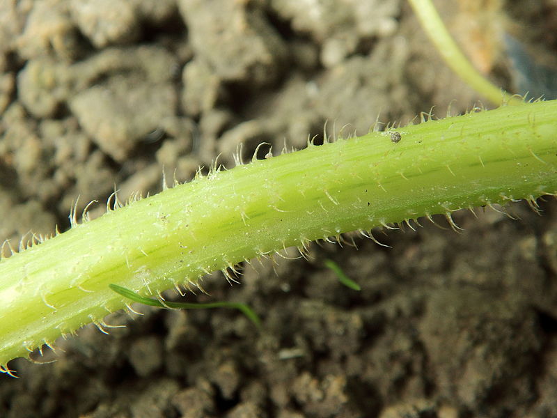 File:Cucumis sativus var. maliforme R.H (24).JPG