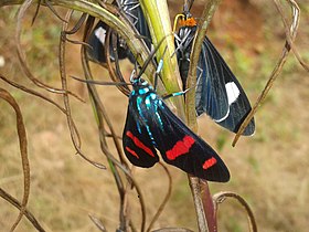 Mariposa do gênero Cyanopepla fotografada na serra da Mantiqueira, sudeste do Brasil. Ao fundo, mariposas do gênero Calodesma.