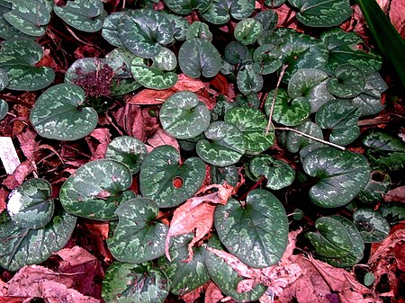 Tập_tin:Cyclamen_cilicium_feuilles.jpg