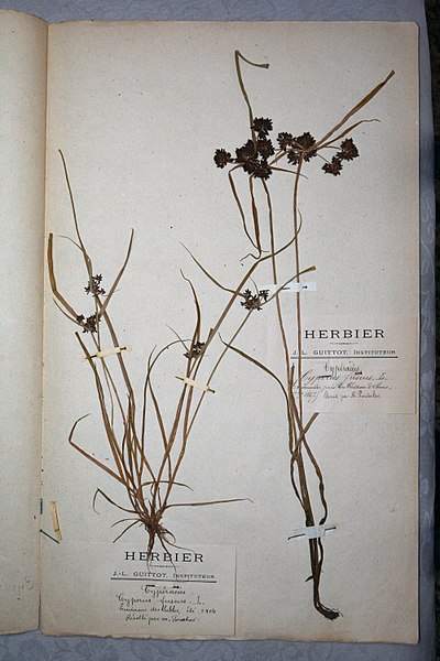 File:Cyperus fuscus herbarium (02).jpg