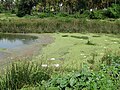 Déchets, sur le lac