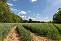 * Nomination Barley field in the Dernekamp hamlet, Kirchspiel, Dülmen, North Rhine-Westphalia, Germany --XRay 03:34, 8 June 2020 (UTC) * Promotion  Support Good quality -- Johann Jaritz 03:35, 8 June 2020 (UTC)