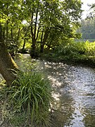 Große Pendelsegge am Düsselufer