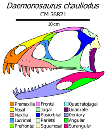 Skull diagram with elongated teeth (according to Nesbitt & Sues, 2020) Daemonosaurus skull diagram.png