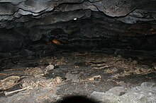 Darangshi cave in Jeju.jpg