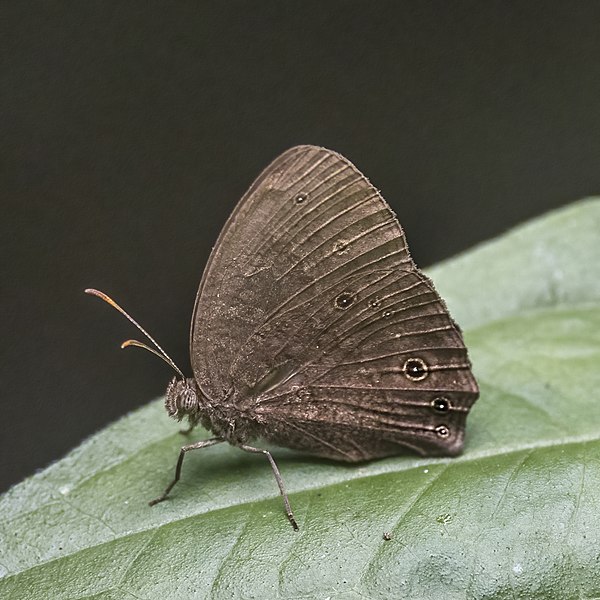 File:Dark vulgar bush brown (Bicyclus sandace).jpg