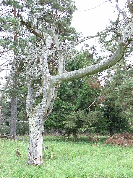 File:Dead Pinus sylvestris, Schwäbische Alb, Germany.jpg