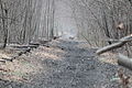 Hirsch auf Lackawanna Cut-Off östlich des Roseville Tunnel-Mar 21 2012-IMG 5270.jpg